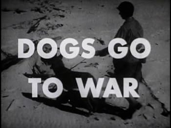 その他 Dogfights of Wwii [DVD] hq720.jpg?sqp=-
