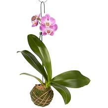 Better-GRO 19 Hanging Kokedama with Phalaenopsis Orchid Indoor/Outdoor Planter- Purple