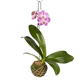 Better-GRO 19” Hanging Kokedama with Phalaenopsis Orchid – Indoor/Outdoor Planter- Purple
