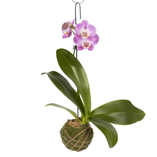 Better GRO Hanging Kokedama