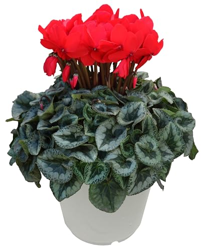 Ԃ̃Mtg VN  NX}X  A  a 6  Ε Ε