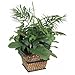Nu-Dell Green Potted Plant (T7464)