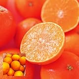 紅まどんな 2kg 訳あり