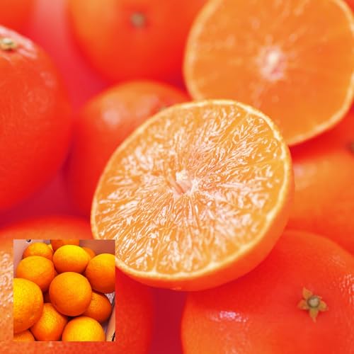 紅まどんな 2kg 訳あり