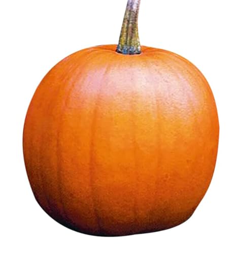 Jack OLantern Pumpkins Seeds - Heirloom and The Classic for Carving and Cooking
