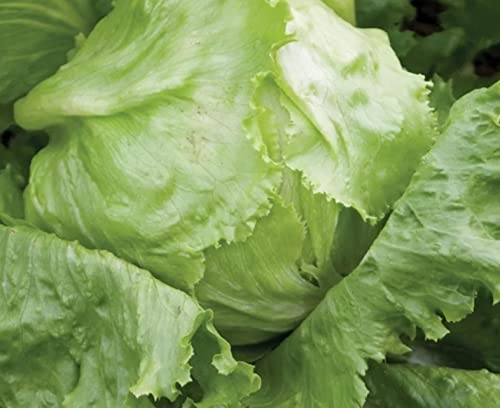 Pkzoi 1800+ Iceberg Lettuce Seeds For Planting #TOP1