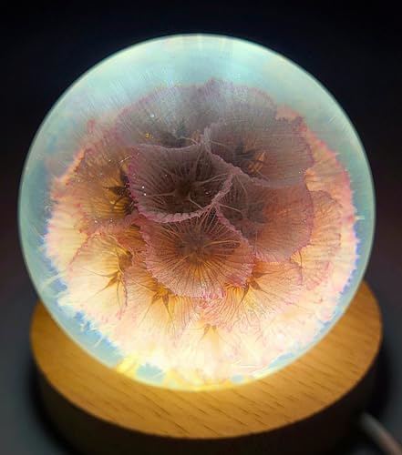 Image of 60mm Real Rose Pink Windmill Fruit Starflower Flower Pincushion Seeds in Clear Lucite Resin Paperweight Scabiosa Stellata Anniversary Wedding Valentine Mother's Day Gift Herbarium Display Collection