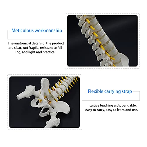 Colonne vertébrale d'anatomie de 45 cm articulée pour démonstration