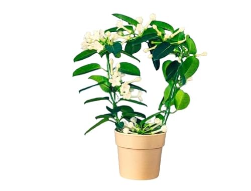 Stephanotis Floribunda Natural - Madagascar - Planta Aromática con Flores Blancas