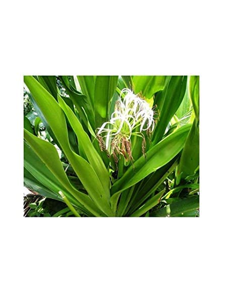 Sudarshan Medicinal Plant Outdoor Plant Pot (B0BQJRFBXN) Amazon Price History, Amazon Price Tracker