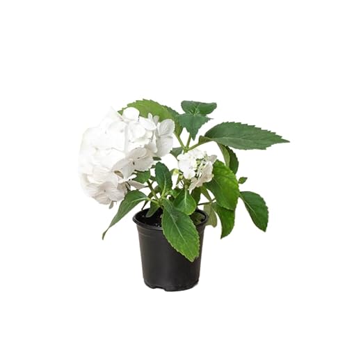 Hydrangea Blanca – Hortensia – Planta Natural con Flores Exuberantes Fácil de Cuidar