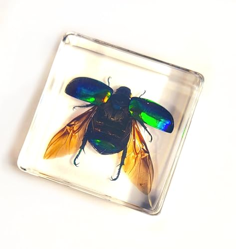 Image of 38mm Real Green Chafer Beetle w /Open Wings in Crystal Clear Lucite Resin Crafts Specimen Preserved Various Animal Insect Bug Taxidermy Collection for Biology Science Education & Desk Ornament Display
