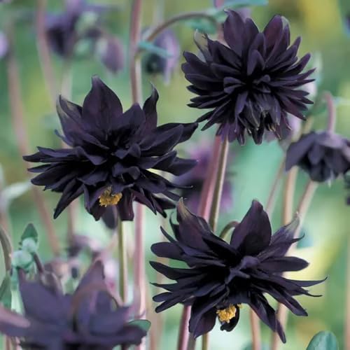 100+ Black Barlow Columbine Seeds Black Flowers Double Columbine Blooms Flower Plant