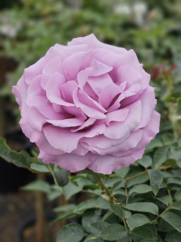 Rose Tree, Live Flowering Plant, 4-5 ft Tall, Reblooming All Year, 5 Gallon Pot (Purple Weeks, 5 Gallon)