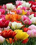 15pcs Mixed Double Late Tulip Bulbs Mixed Color Collection Fall Planting Tulip Bulbs Spring Blooms