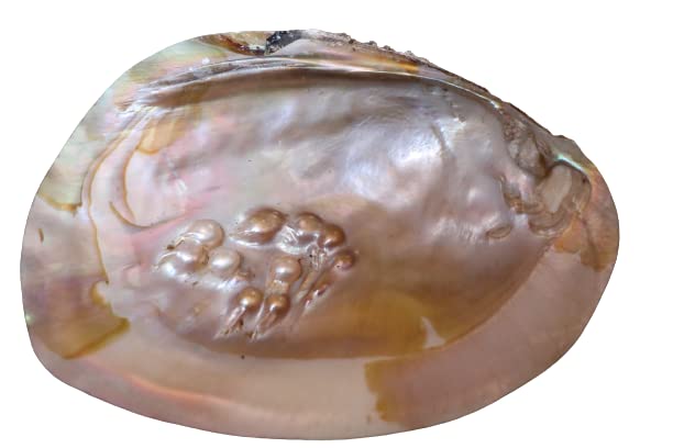 JABRESHWAR CRYSTAL Natural Mother of pearl shell For Jewelry Crafts mother of pearl shell-oval shape (B09SDZPQBW) Amazon Price History, Amazon Price Tracker