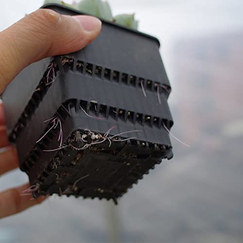 Bangqiao 32 Pack 2.55 Inch Plastic Square Nursery Plant Pot, Planter And Container, Black #TOP7