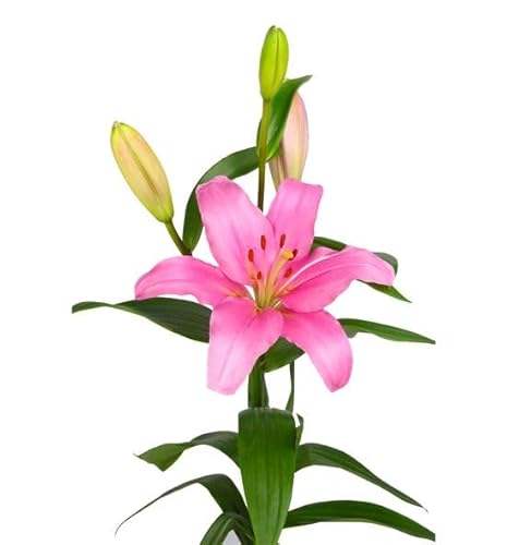 Lirio Natural Planta de Interior y Exterior Resistente y con Flores Duraderas