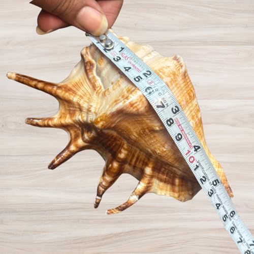 Image of Natural Panchmukhi Vamavarti Shankh for Pooja| Original Blowing Conch Shell for Puja, Temple, Home Decor, Mandir, Spiritual Use| Rare Five Mukhi Sacred Shankh for Vastu, Prosperity (13-15 cm)