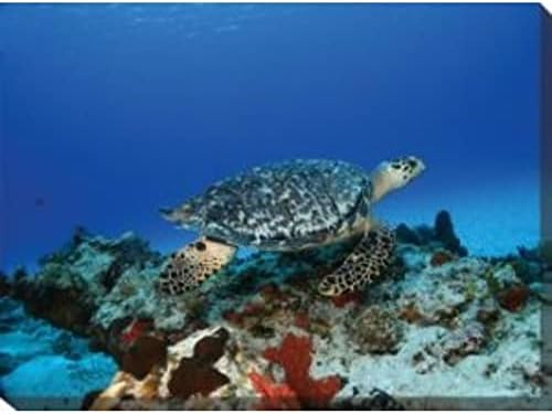 Blue and Black Turtle Outdoor Canvas Rectangular Wall Art Decor 30" x 40"