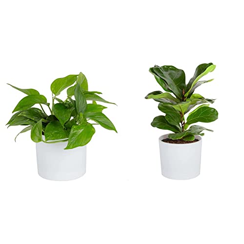 Costa Farms Golden Pothos Live Plant, Easy Care Indoor House Plant In Modern Decor Planter Pot, 10-Inches Tall & Little Fiddle Leaf Fig Tree, 10-12-Inches Tall #TOP19