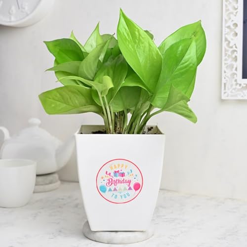 FlowerAura Good Luck Money Live Indoor Plant In Plastic Pot For Gifting, Living Room, Balcony, Table Decor, Office & Home Decor | Air-Purifying Indoor Greenery (Same Day Delivery)