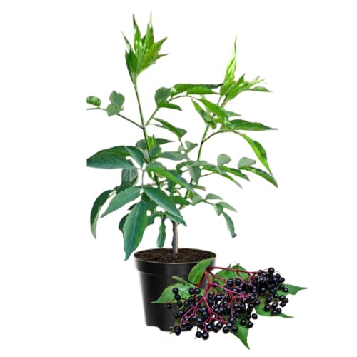 Dormant Elderberry Tree Live Plant, Hardy Elderberry Fruit-Bearing Shrub for Garden in Quart Pot, 1 Year Old Black Elderberries Bush