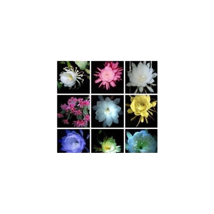Buy 40seeds Epiphyllum seeds Nightblooming cereus Home garden flower