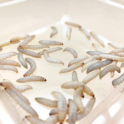 カエルがエサを食べない理由と見直べき7つのポイントを解説