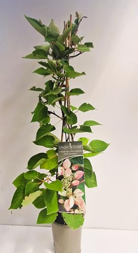 Plantenwelt Wiesmoor Rosa Kletterhortensie Rose Sensation