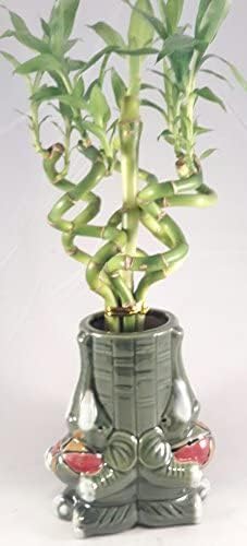 Jmbamboo - Arreglo de plantas de bambú de la suerte con 6 estilos en espiral vivo con jarrón de cerámica único de Jmbamboo