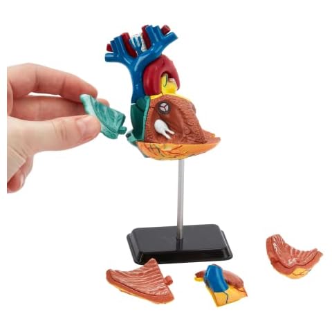 Human Anatomy Heart Model | 31 Piece 3D Human Heart Puzzle | Perfect For Anatomy Study | Build Your Own Anatomy Museum | Heart Figurine Model | Great Gift For Nurse, Dentist, Medical Student Cover