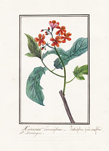 Medicinier Panduriforme / Jatropha panduraefolia - Korallenstrauch / Botanik botany / Blume flower / Pflanze plant