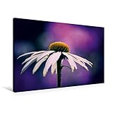 Premium Textil-Leinwand 90 cm x 60 cm quer, Echinacea Avalanche | Wandbild, Bild auf Keilrahmen, Fertigbild auf echter Leinwand, Leinwanddruck (CALVENDO Natur)