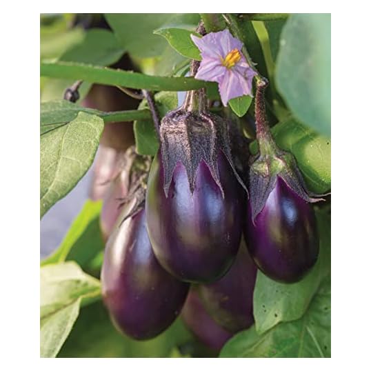 Burpee Eggplant Seeds