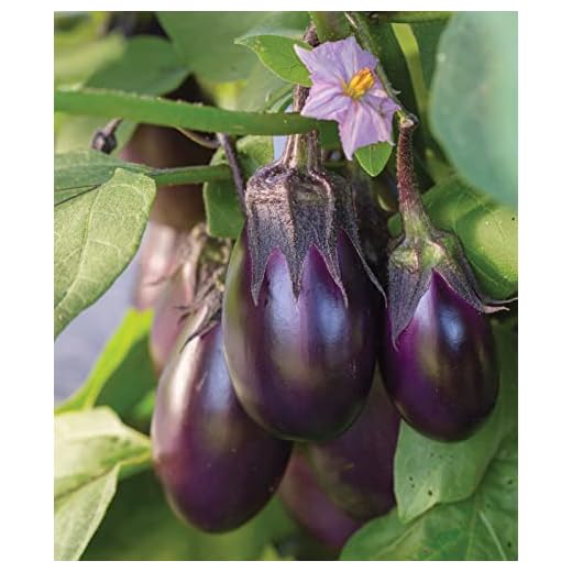 Burpee Patio Baby Eggplant Seeds 30 seeds