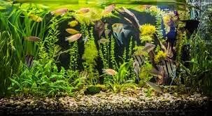 KI Kalyan Natural Brown Sand for Garden Plant Home Decor, Gravel Soil Stone Pebbles Chips Decoration Fish Tank, 2.8 kg