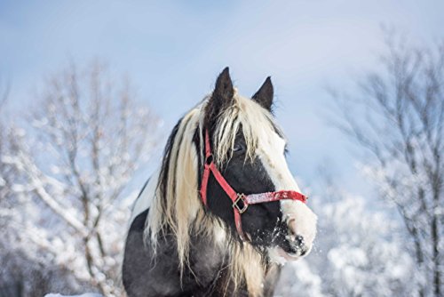 Preisvergleich Produktbild hansepuzzle 42554 - Pferd Puzzle 2000 Teile - Gefühle Puzzle mit hochwertiger Aufbewahrung: Kartonbox und wiederverschließbarem Beutel - Format 90 × 60 cm