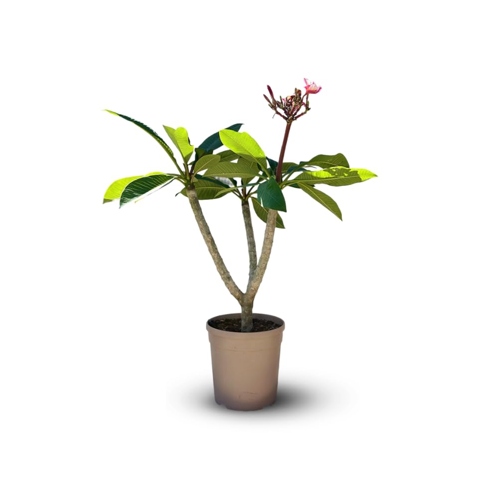Plumeria rubra frangipanier fleur rose 60-70cm - Plante pot 18cm intérieur extérieur
