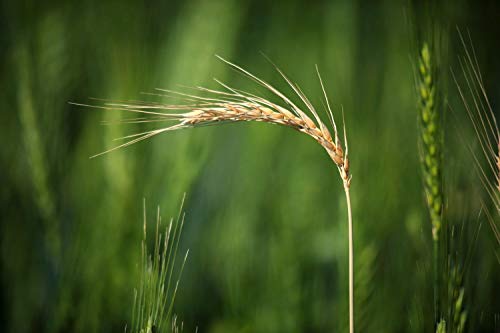 Organic Italian Pearled Farro, 5 Pounds – Non-Gmo, Kosher, Vegan, Whole Farro Grain In Bulk. Good Source Of Fiber And Protein. Free Of Sodium And Sugar #TOP7