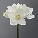 Produktbild Gasper Kunstblume Amaryllis, Amarillis ca 66 cm. 1 Stängel mit 4 Blüten in Weiss -40
