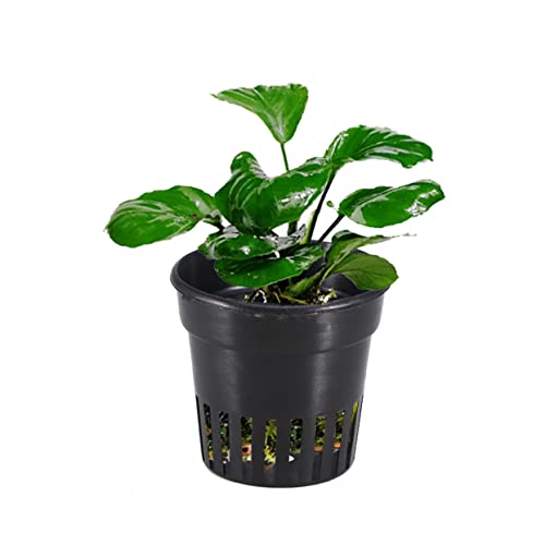 Toyvian 6pezzi Vaso in Plastica Resistente per Piante di Drenaggio Sul Fondo per Crescita Sana delle Radici Facile da Pulire e Resistente ai Raggi UV per Coltivazione e Vivaismo