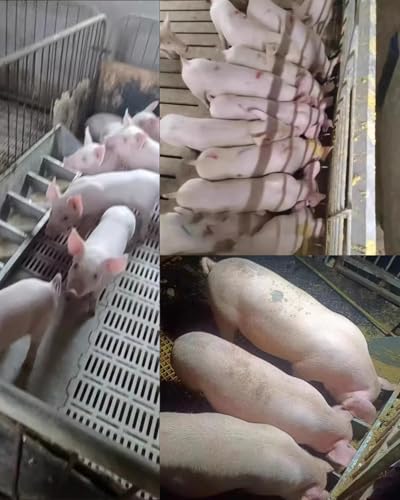 Comedero para ganado – Comedero y bebedero galvanizado para cerdos, ovejas, caballos y alpacas, apto para 5-10 animales adultos
