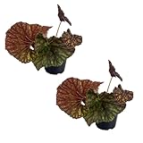 LEAL PLANTS ECUADOR Begonia 3 (2pack)| Begonia Masoniana Iron Cross |Natural Décor Plant| Painted Leaf Begonia