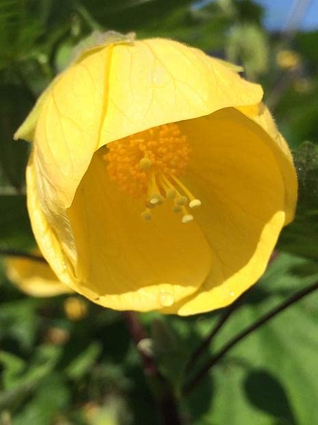 GREEN TOWER Yellow Lanthan Jaba Lantern Hibiscus Lanthana Hibiscus live Plant Healthy Cutting Plant Pack of 1 (B0BW7KTN2D) Amazon Price History, Amazon Price Tracker