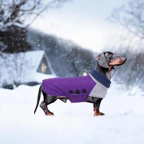 Veste pour teckel miniature imperméable Geyecete pull col haut violet M - 6
