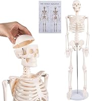YASRKML 70.8'' Life Size Human Skeleton Model for Anatomy with Display Stand & Wheel, Scientific Medical Anatomical Body with Nervous System & Carotid Artery Poster for Study