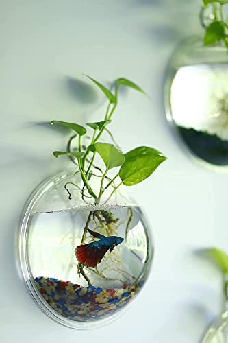 Image of TWINS TWINS Wall Hanging Fish Bowl Acrylic White Colour with Free Money Plant and Color Stones (9Inch)(White)(Standard Size)