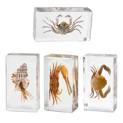 Image of Taxidermy Crabs Conch, Oceans Animals - Sea Creatures Specimen in Resin for Closer-Look & Study, Science Educational Classroom Specimens, Novelty for Home Office Decor, Amazing Gift (2.9x1.6x0.9-inch)