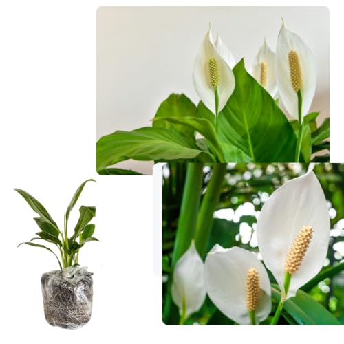 Peace Lily Plant Indoor Live, Well Rooted Peace Lily House Plant,...